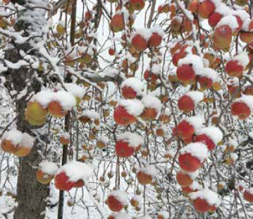 雪まちりんご